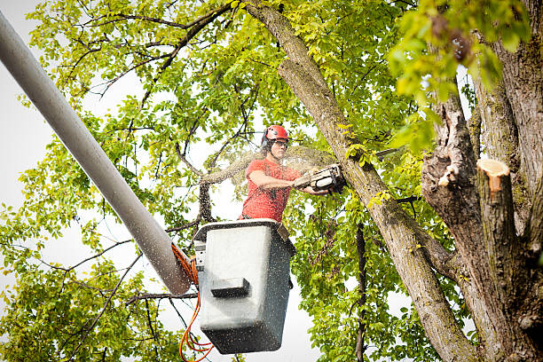 Trusted Conning Towers Nautilus Park, CT Tree Services Experts